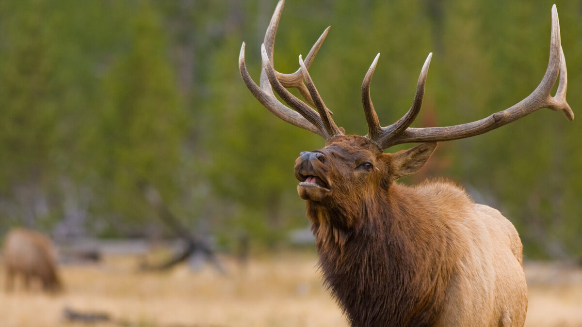 The Benefits of Family-Friendly Hunting Trips at Driftless Ranch