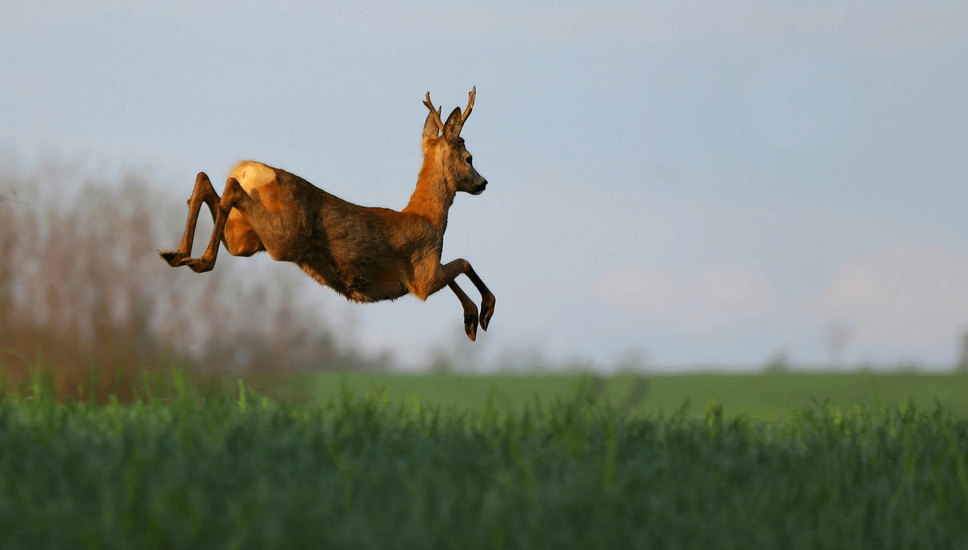 How to Spot and Trail Big Game