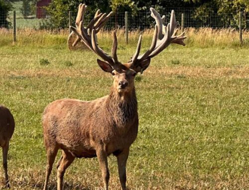 Hunting the Red Stag at Driftless Ranch