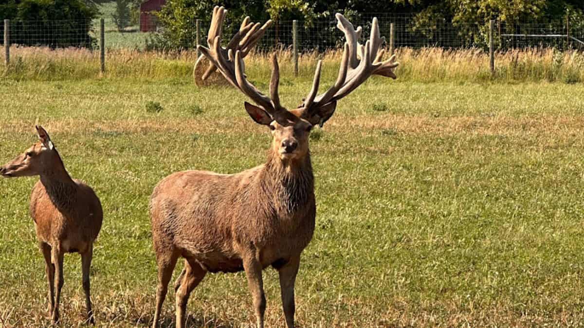 Driftless-Ranch-Red-Stag-2-1200×675