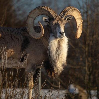 Image for choice number 3