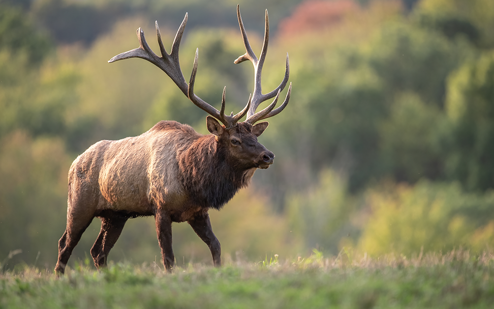 elk
