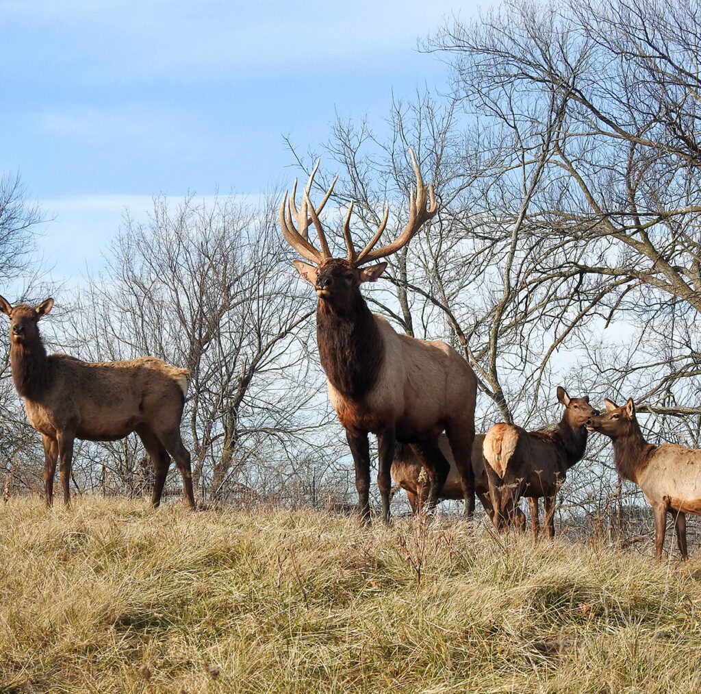 Elk - Driftless Ranch