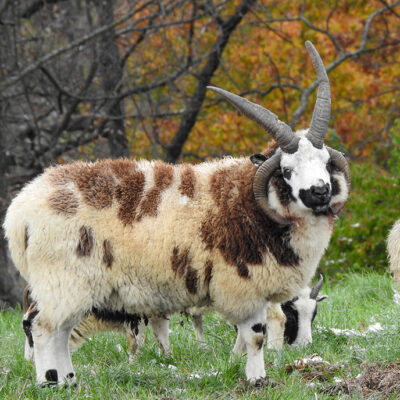 Image for choice number 9