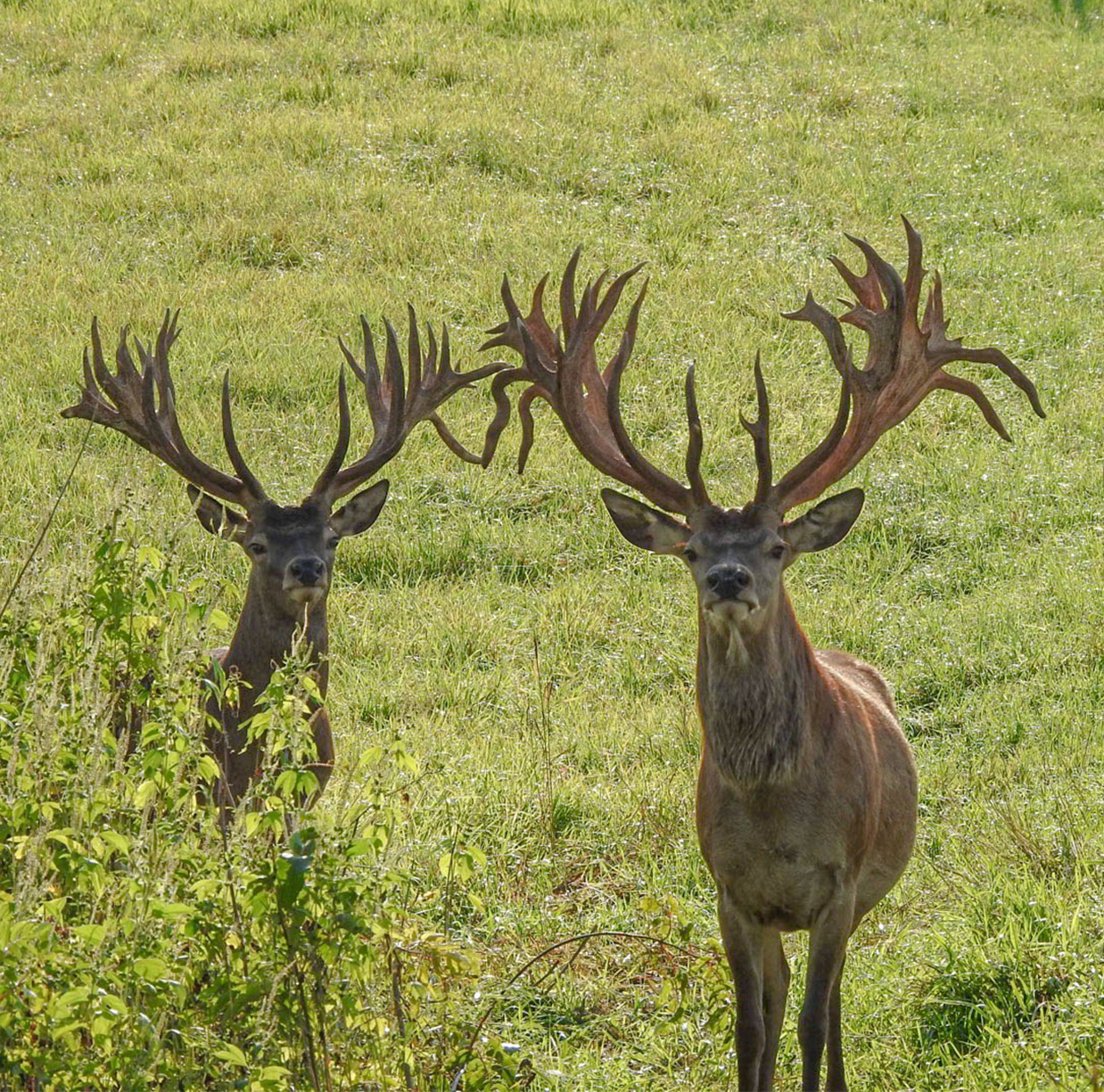 reddeer