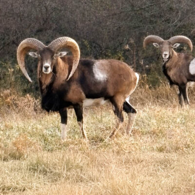 Image for choice number 1