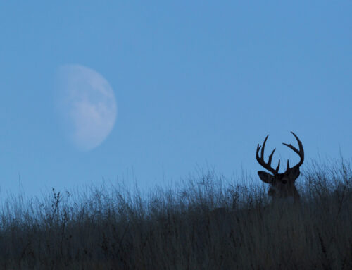 Does The Moon Phase Matter For Deer Hunting?
