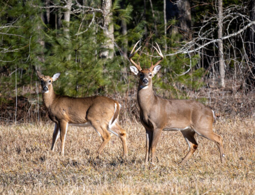 How To Tell How Old A Deer Is On The Hoof