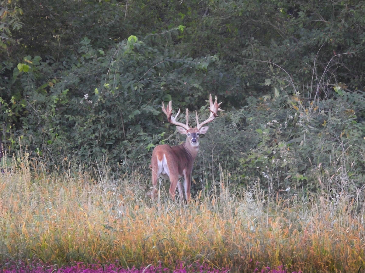 Whitetail buck at the edge of timber on the ranch