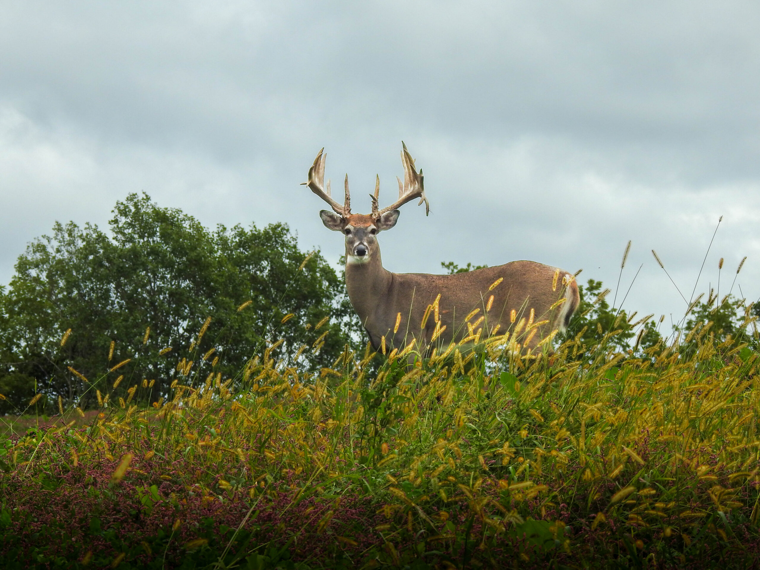 Mature whitetail buck standing in tall grass at Driftless Ranch
